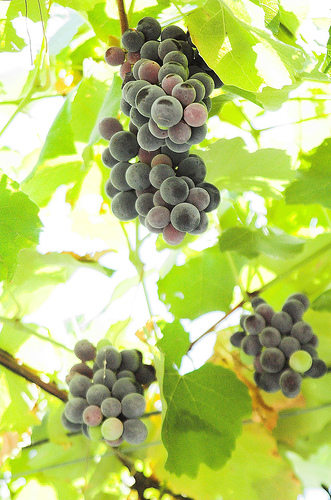vino-uva.jpg